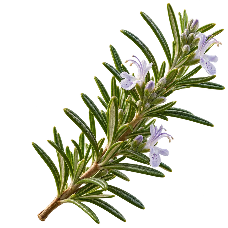 Rosemary botanical motif